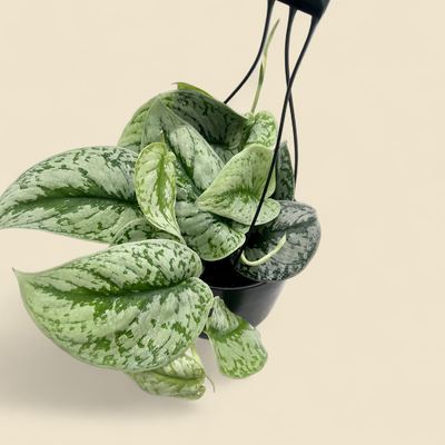 SCINDAPSUS PICTUS 'SILVER SPLASH' (silver splash satin pothos) 6" HB