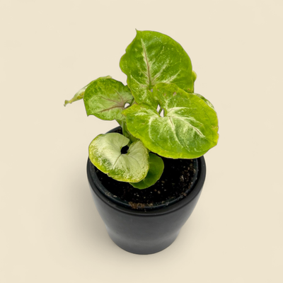 SYNGONIUM PODOPHYLLUM 'STRAWBERRY CREAM' (strawberry cream syngonium) 4"