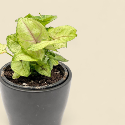 SYNGONIUM PODOPHYLLUM 'GOLD ALLUSION' (gold allusion syngonium) 4"