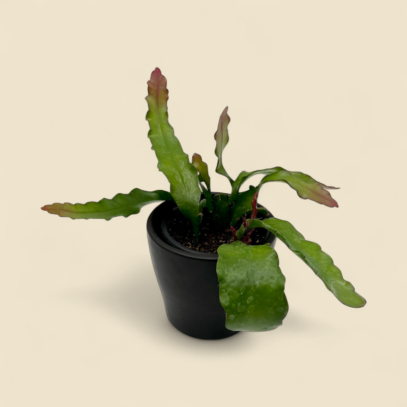 EPIPHYLLUM ANGULIGER 'FIRE' (fire zig zag cactus) 4"