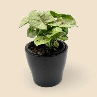SYNGONIUM PODOPHYLLUM 'STRAWBERRY ICE' (strawberry ice syngonium) 4"