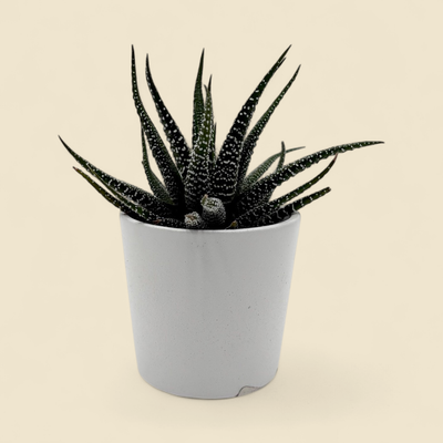 HAWORTHIOPSIS ATTENUATA (zebra haworthia) 2"