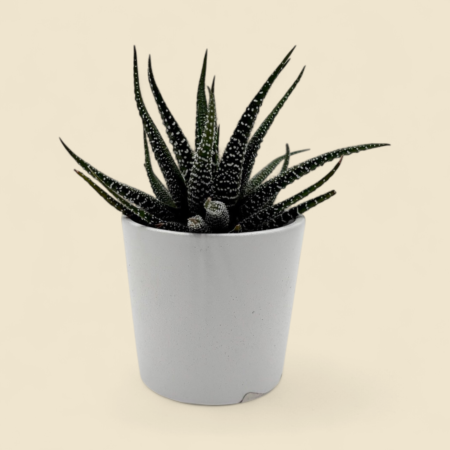 HAWORTHIOPSIS ATTENUATA (zebra haworthia) 2"