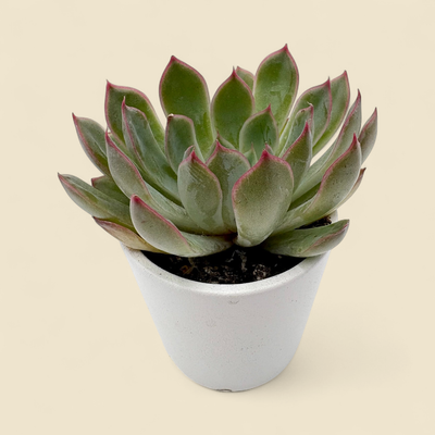 ECHEVERIA ELEGANS (mexican snowball) 2.25"
