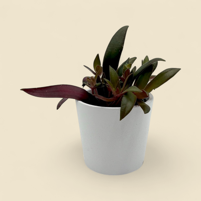 CRASSULA ORBICULARIS var. ROSULARIS (rosette round-leaf crassula) 2.25"