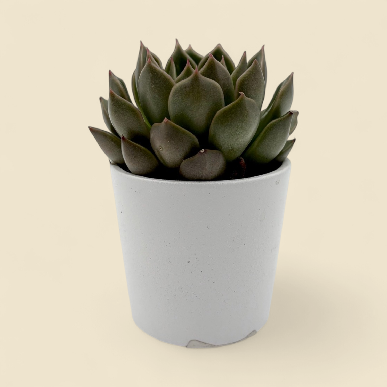 ECHEVERIA AGAVOIDES (lipstick echeveria) 2"