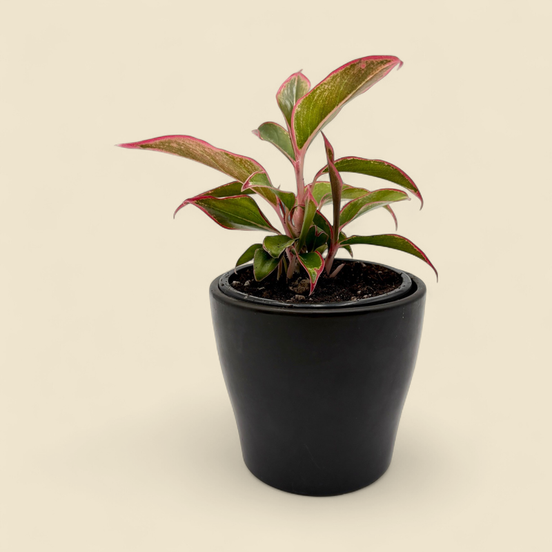 AGLAONEMA 'SIAM AURORA' (red siam chinese evergreen) 4"