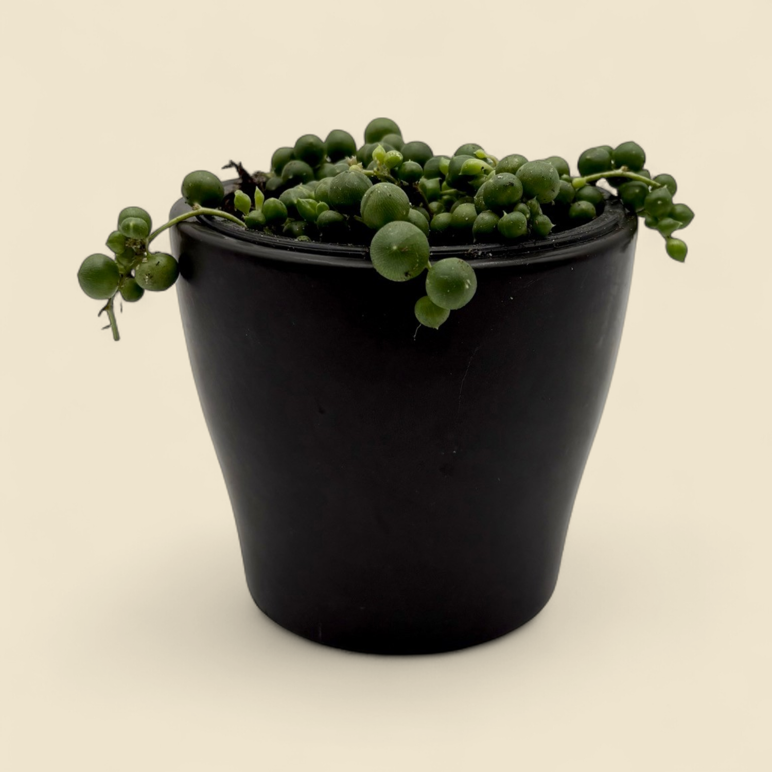 SENECIO ROWLEYANUS (string of pearls) 4 SENECIO ROWLEYANUS (string of pearls) 4"
