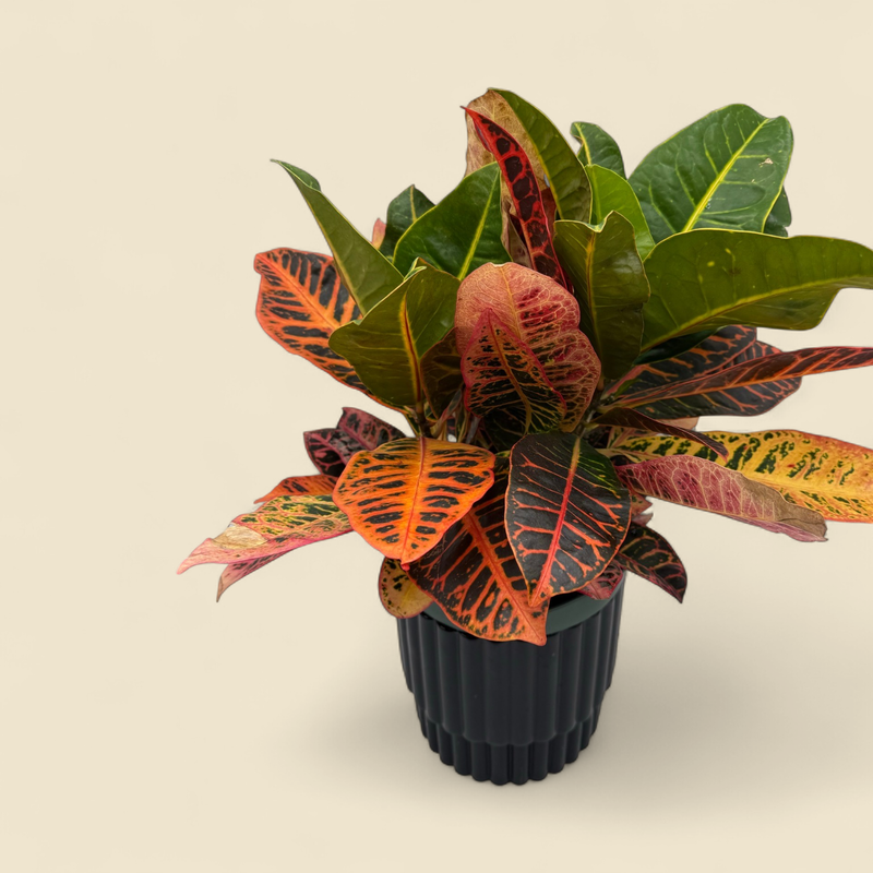 CROTON VARIEGATUM 'PETRA' (petra croton) 8"