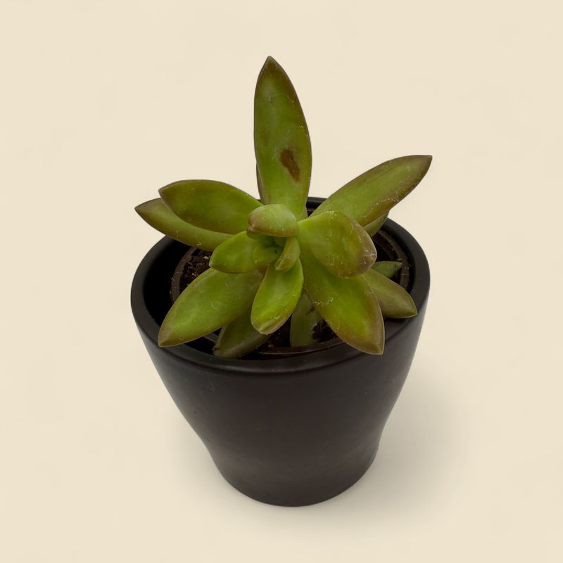 SEDUM ADOLPHI (golden sedum) 4"