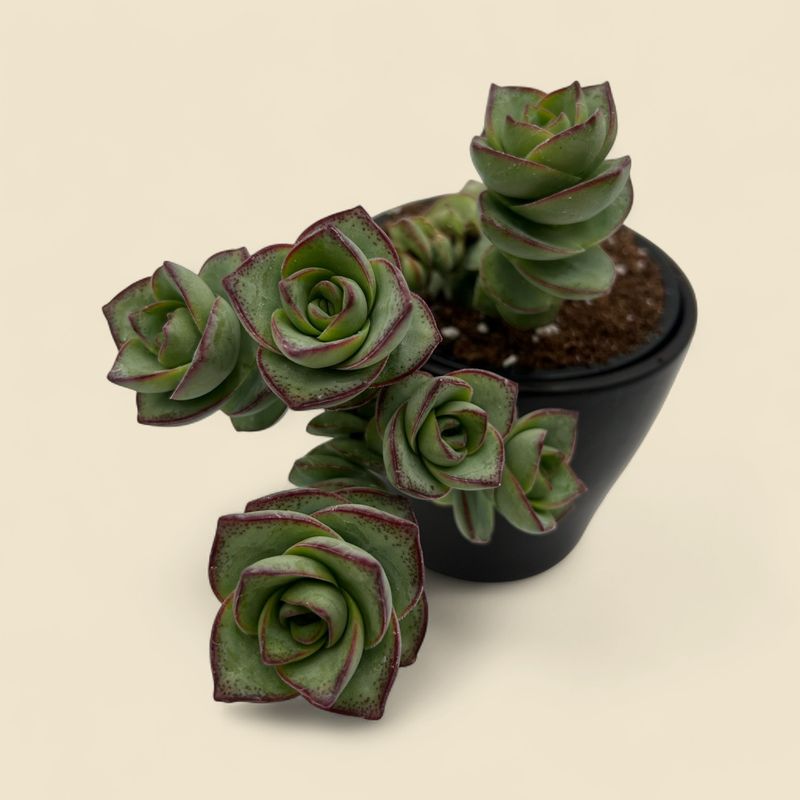 CRASSULA PERFORATA (string of buttons) 4"