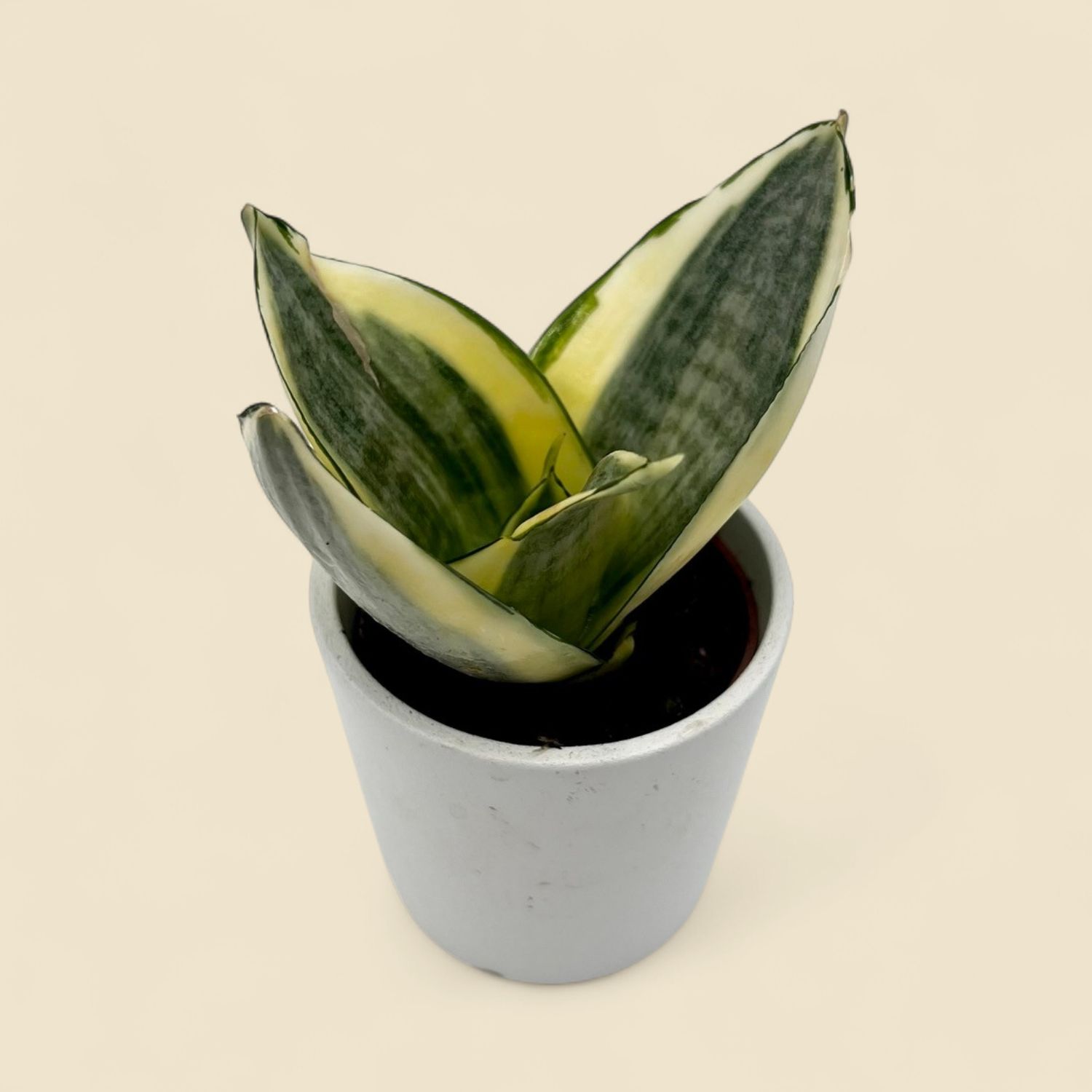 SANSEVIERIA TRIFASCIATA 'GOLDEN HAHNII' (golden bird's nest snake plant) 2"