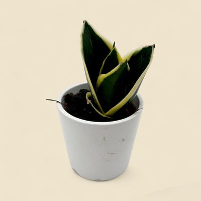 SANSEVIERIA TRIFASCIATA 'BLACK STAR' (black star bird's nest snake plant) 2"