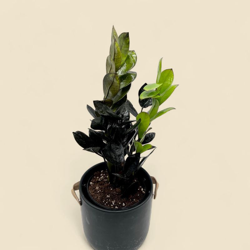 ZAMIOCULCAS ZAMIIFOLIA 'RAVEN' (raven zz plant) 6"
