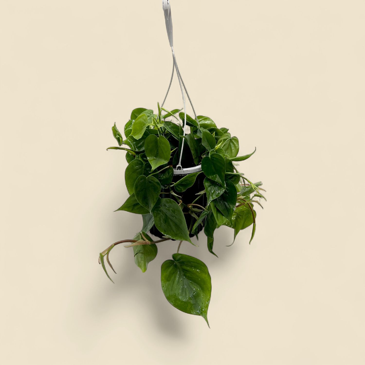PHILODENDRON CORDATUM (heartleaf philodendron) 8" HB