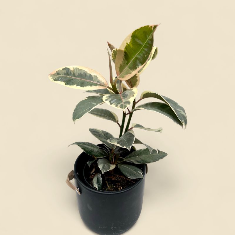 FICUS ELASTICA 'TINEKE' (variegated rubber plant) 6"