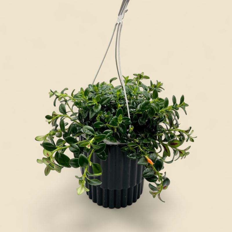 NEMATANTHUS GREGARIUS (goldfish plant) 8" HB