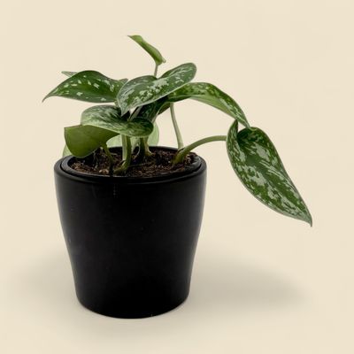 SCINDAPSUS PICTUS 'SILVERY ANNE' (SILVER POTHOS) 4"
