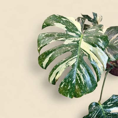 MONSTERA DELICIOSA THAI CONSTELLATION (thai constellation monstera) 10”
