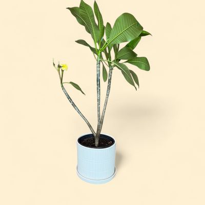 PLUMERIA 10"