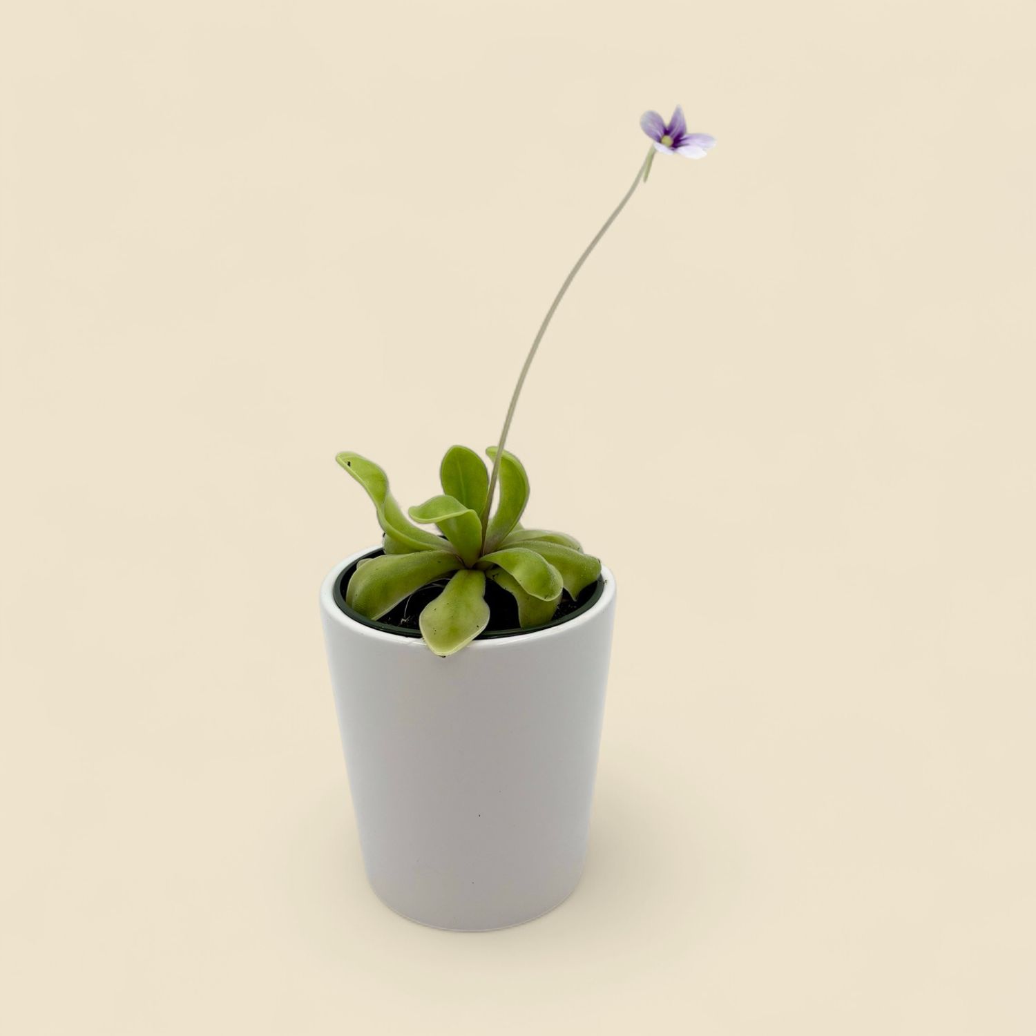 PINGUICULA GIGANTEA 'RED BLUSH' × EMARGINATA (butterwort hybrid) 4"