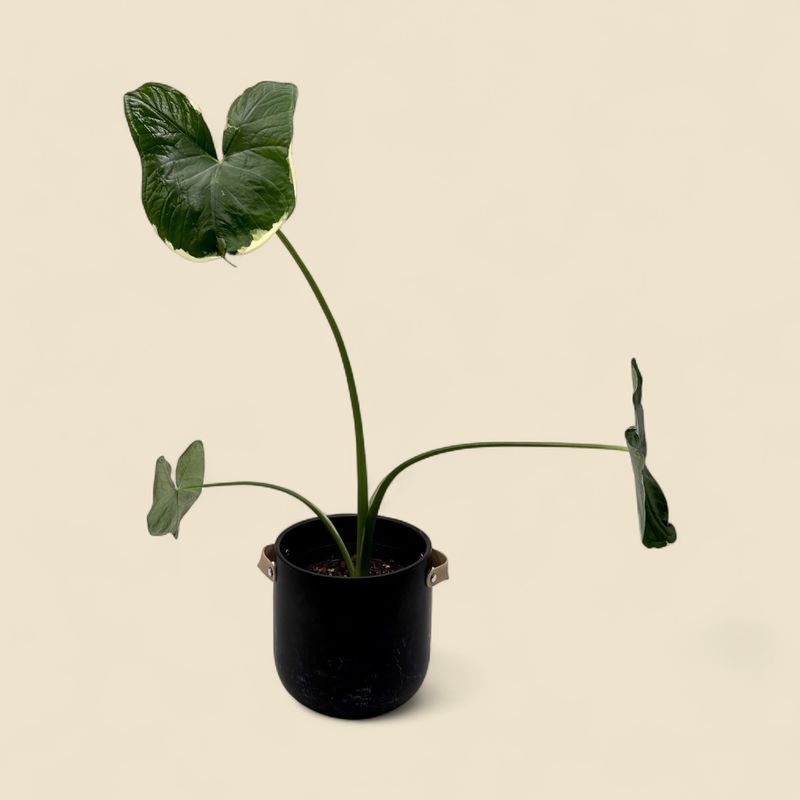 XANTHOSOMA ALBO VARIEGATA 'MICKEY MOUSE' (variegated Mickey Mouse plant) 6"