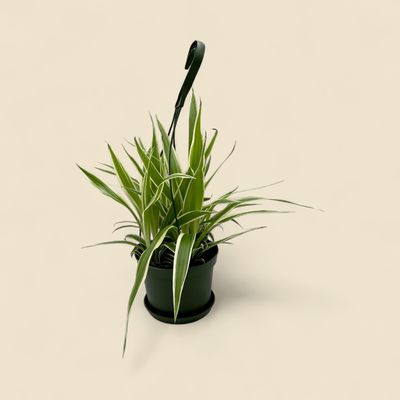 CHLOROPHYTUM COMOSUM (spider plant) 6" HB