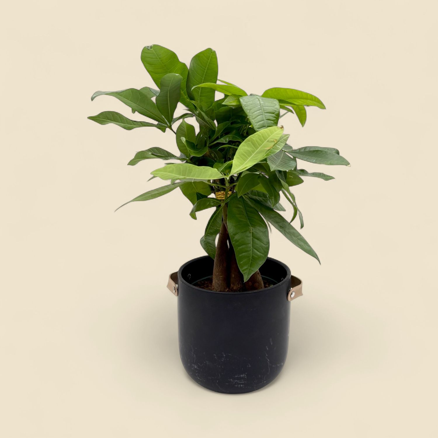 PACHIRA AQUATICA (money tree) 6"