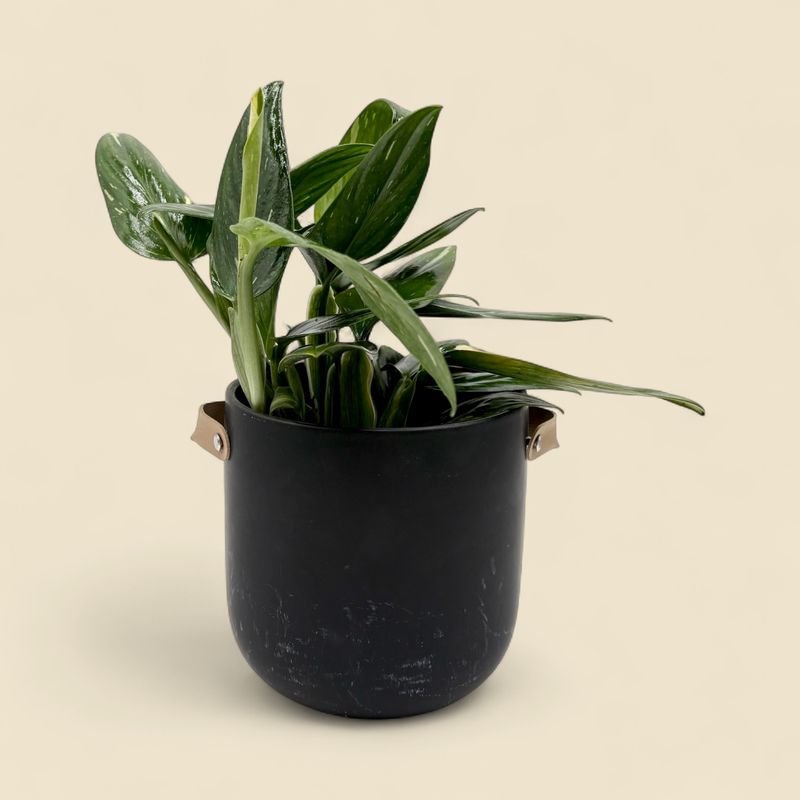 MONSTERA STANDLEYANA 'ALBO-VARIEGATA' (cobra monstera) 6"