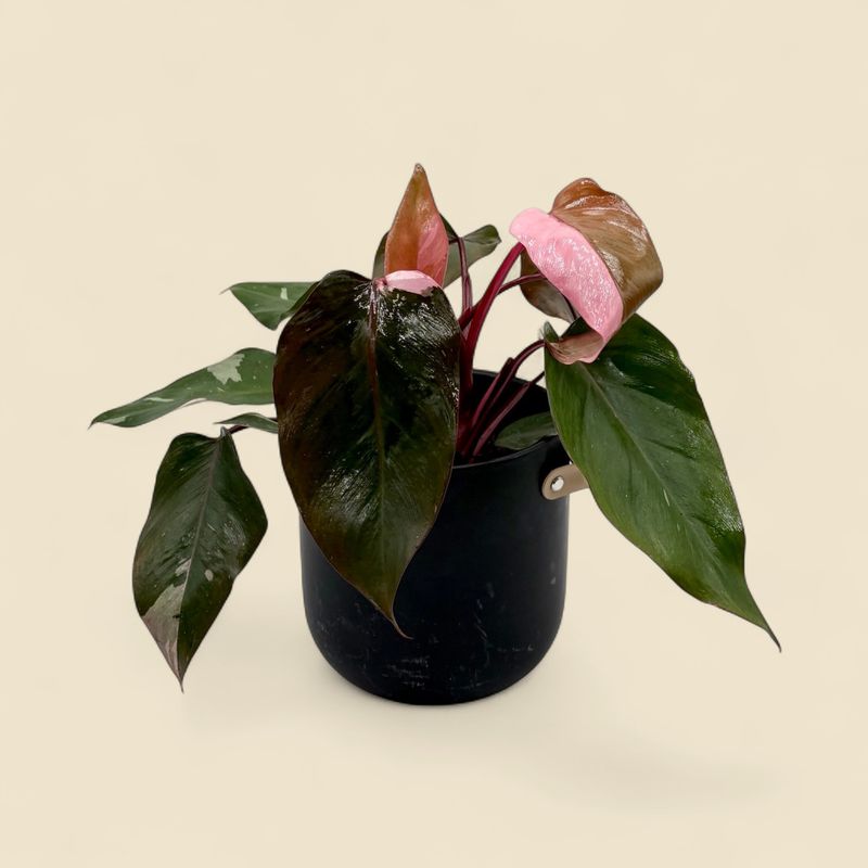 PHILODENDRON ERUBESCENS 'PINK PRINCESS' (pink princess philodendron) 6"