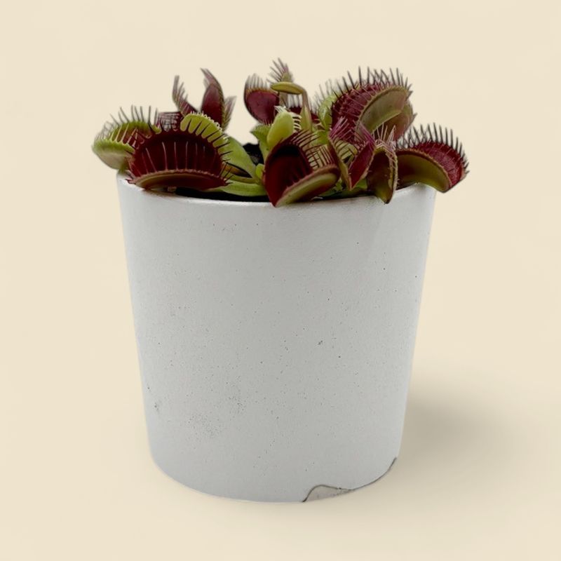 DIONAEA MUSCIPULA (venus flytrap) 2.25"
