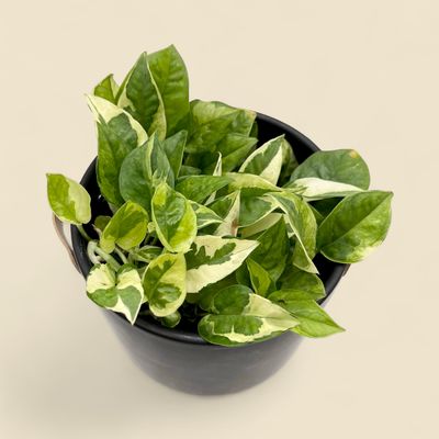 EPIPREMNUM AUREUM ‘LEMON MERINGUE’ (lemon meringue pothos) 6"