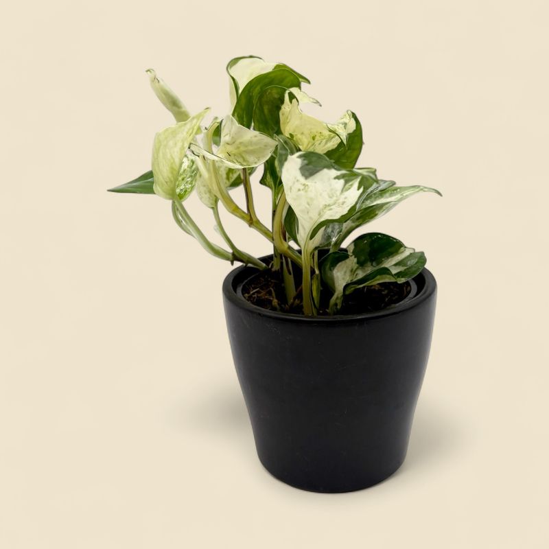 EPIPREMNUM AUREUM 'MANJULA' (manjula pothos) 4"