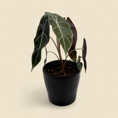ALOCASIA WATSONIANA (red vein alocasia) 4"