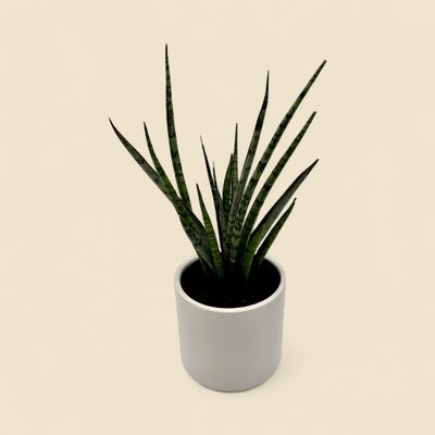 SANSEVIERIA CYLINDRICA 'MIKADO' (mikado snake plant) 4"