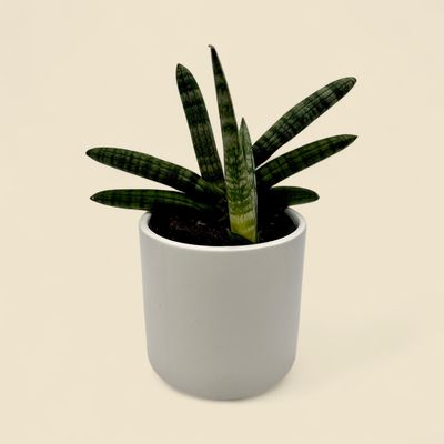 SANSEVIERIA CYLINDRICA 'BONCEL' (starfish snake plant) 4"