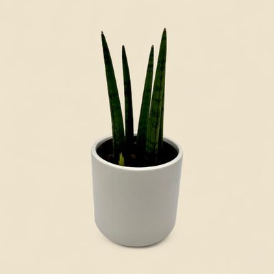 SANSEVIERIA CYLINDRICA (cylindrical snake plant) 4"