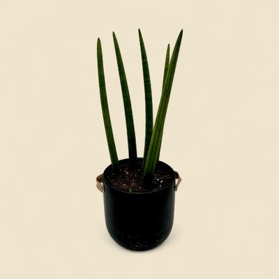 SANSEVIERIA CYLINDRICA (cylindrical snake plant) 6"