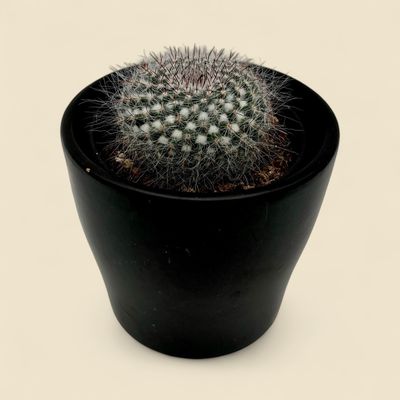 MAMMILLARIA HAHNIANA (old lady cactus) 3.5"