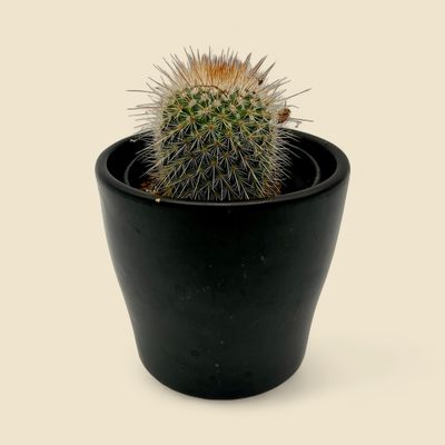 MAMMILLARIA BOCASANA (powder puff cactus) 3.5"