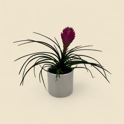 WALLISIA CYANEA (pink quill plant) 4"