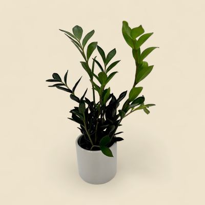 ZAMIOCULCAS ZAMIIFOLIA 'RAVEN' (raven zz plant) 4"