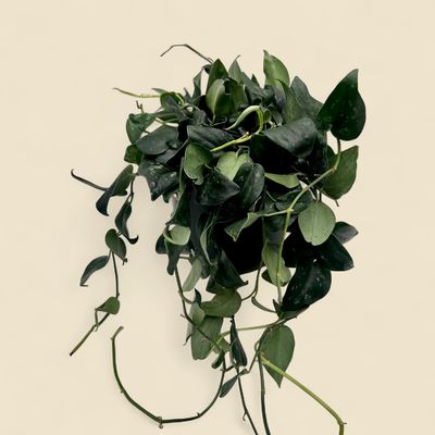 SCINDAPSUS PICTUS 'BLACK SPLASH' (black splash scindapsus) 6"