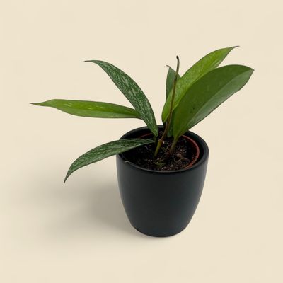 HOYA PUBICALYX (silver-speckled wax plant) 2.5"