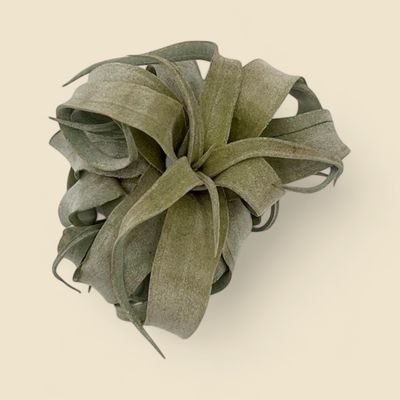 TILLANDSIA STREPTOPHYLLA (curly airplant)
