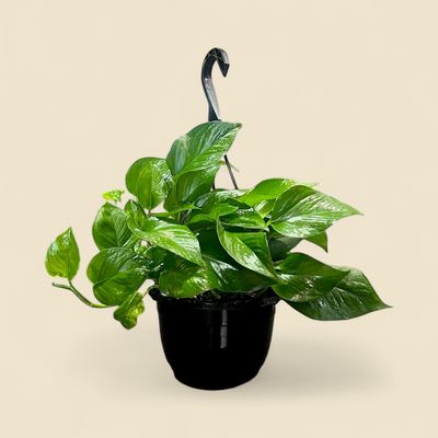 EPIPREMNUM AUREUM (jade pothos) 8" HB
