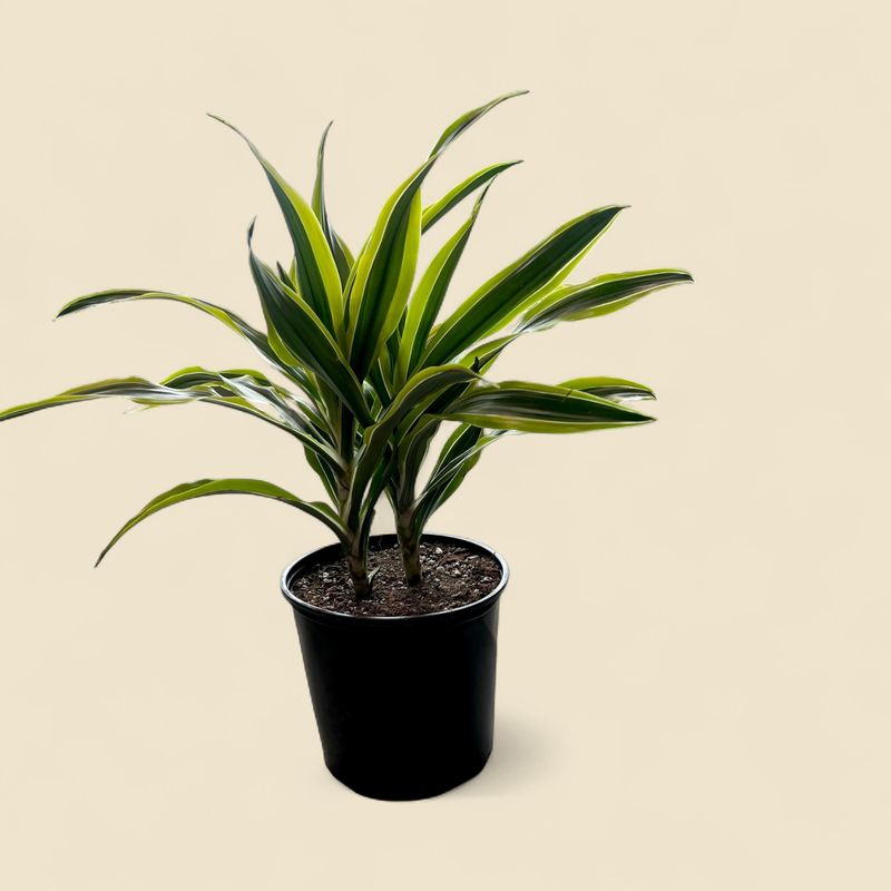 DRACAENA FRAGRANS 'LEMON LIME' (lemon lime dracaena) 10"