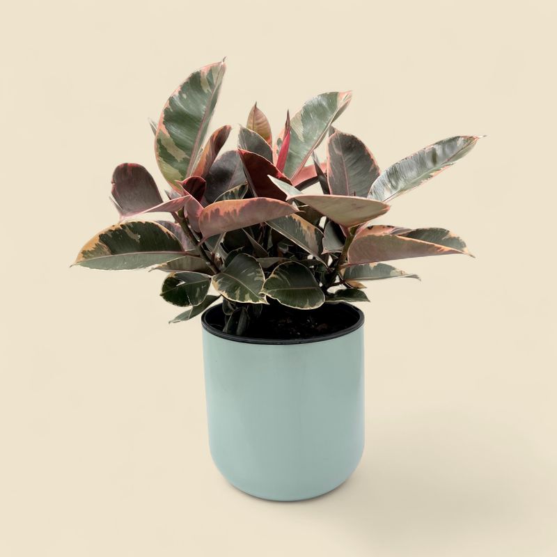 FICUS ELASTICA 'RUBY' (ruby rubber plant) 10"