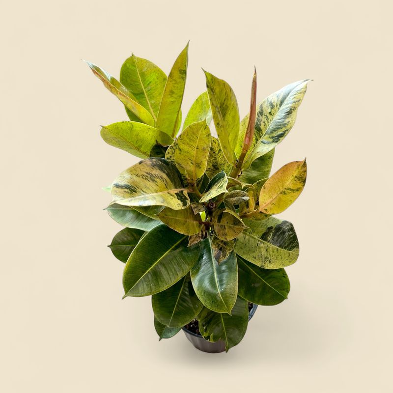 FICUS ELASTICA 'SHIVERIANA' (shiveriana rubber plant) 10"