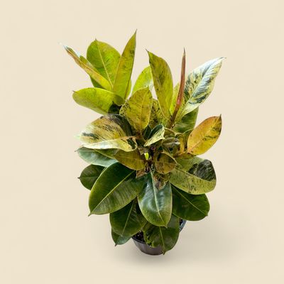 FICUS ELASTICA 'SHIVERIANA' (shiveriana rubber plant) 10"
